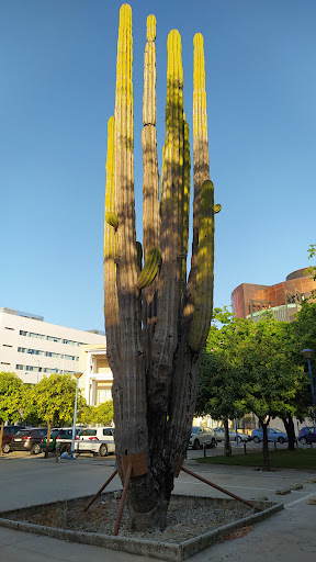Cactus gigante Milenario