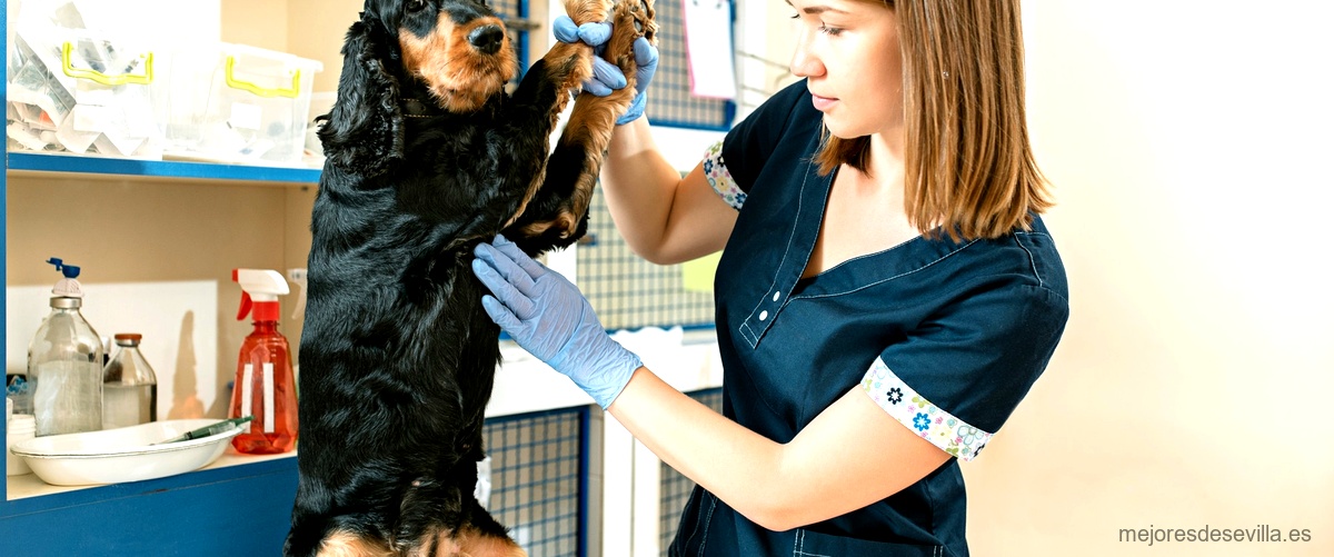 ¿Cuánto cuesta un análisis de sangre para perros en Sevilla?