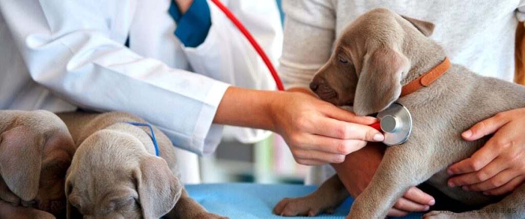 Las 10 mejores clínicas veterinarias de Pino Montano