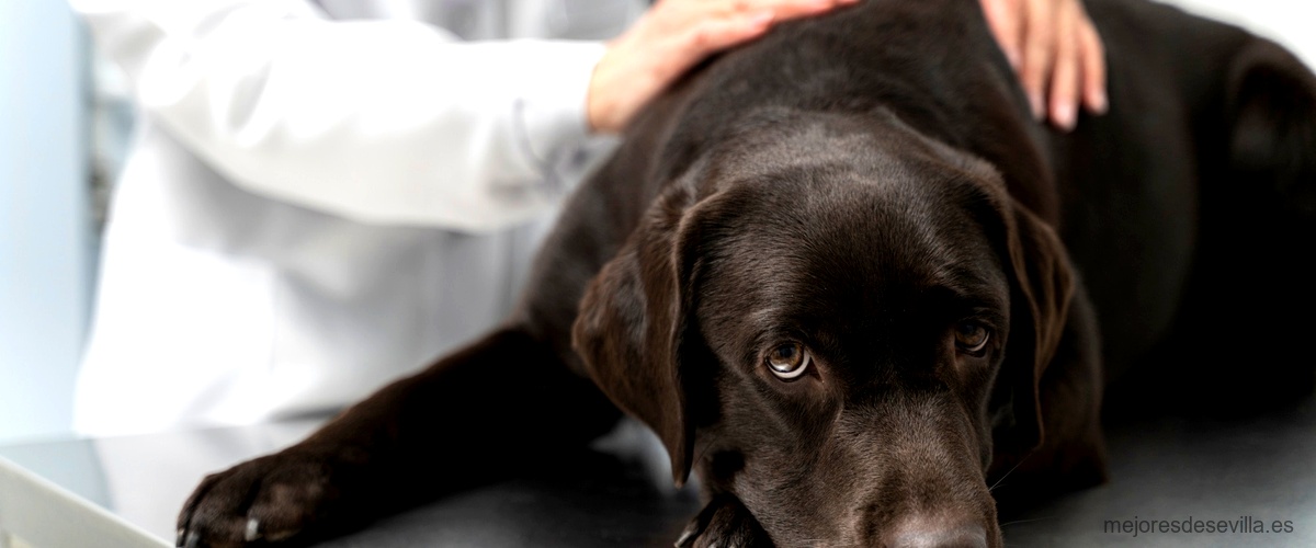 ¿Qué son las urgencias veterinarias y cuál es su importancia en la atención médica de los animales en Sevilla?