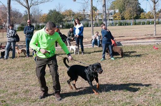 Escuela de entrenadores caninos "Moe Szyslak" - Adiestramiento y educación canina en Sevilla